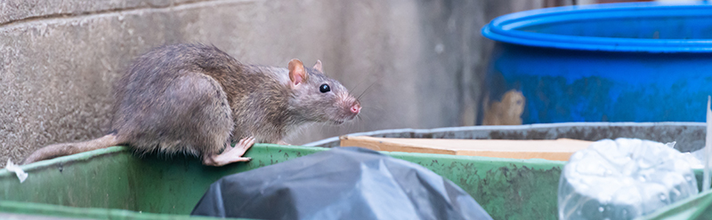 animal-rodent animal-rodent