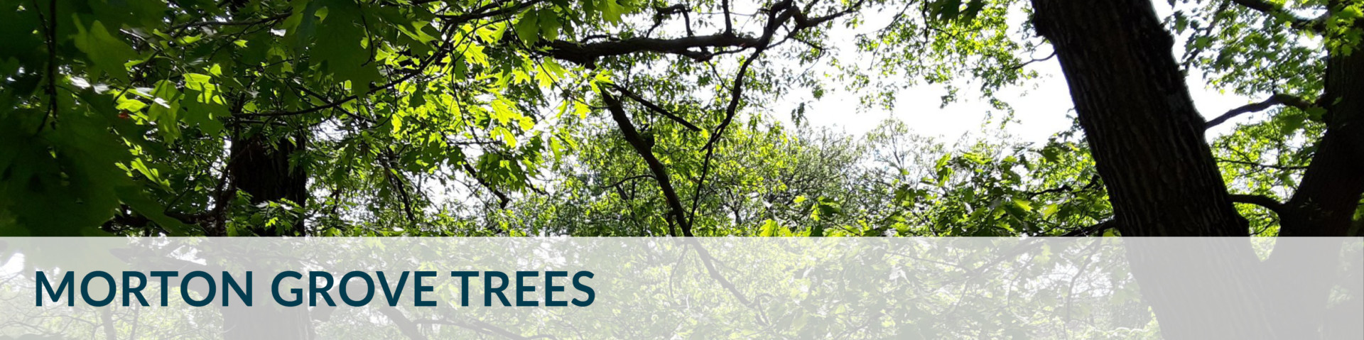 banner_long_TREES_210723 banner_long_TREES_210723